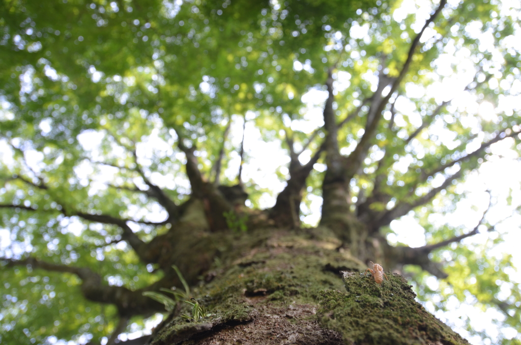 岳