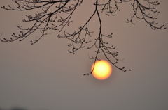 太陽の実