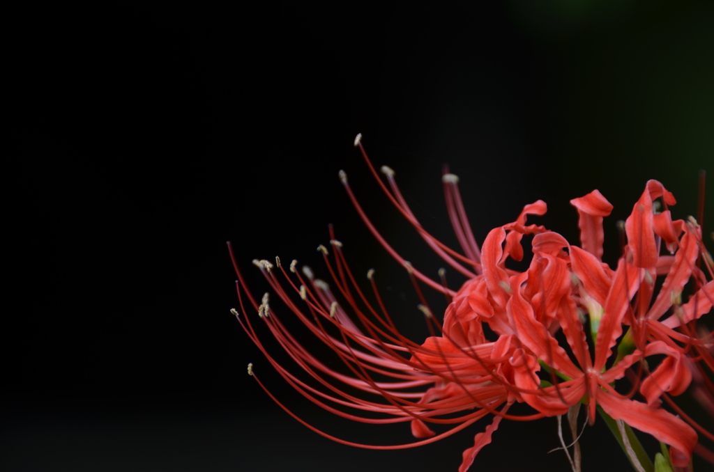 秋の花