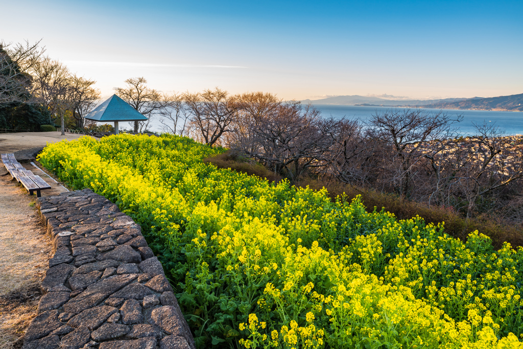 菜の花畑（吾妻山）Ⅱ