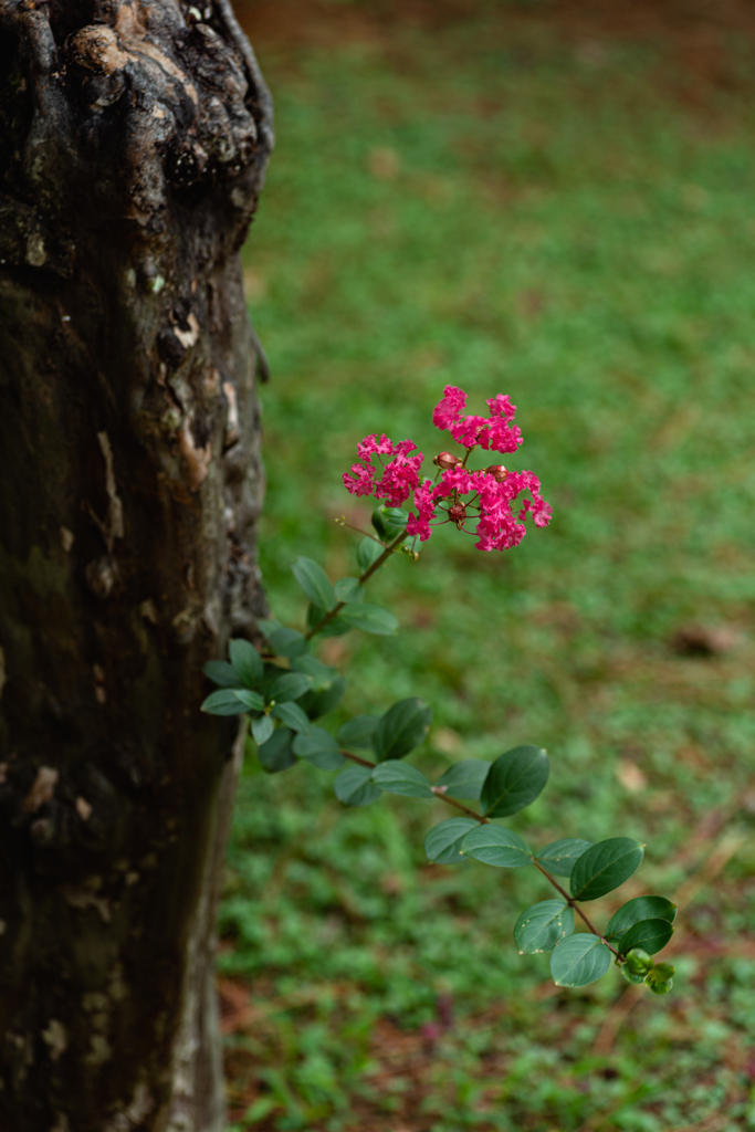 開花