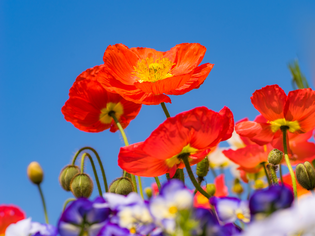春の花々