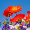春の花々