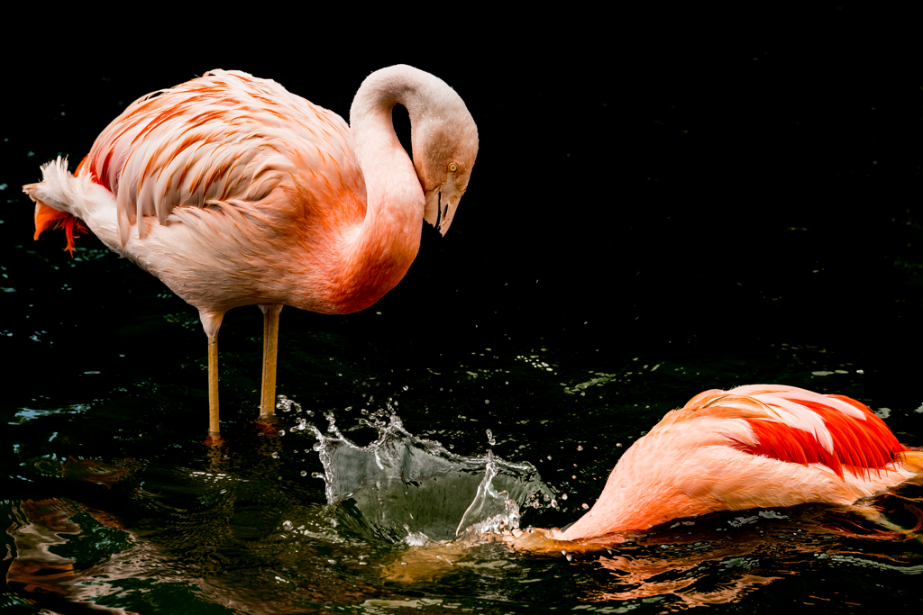 pair