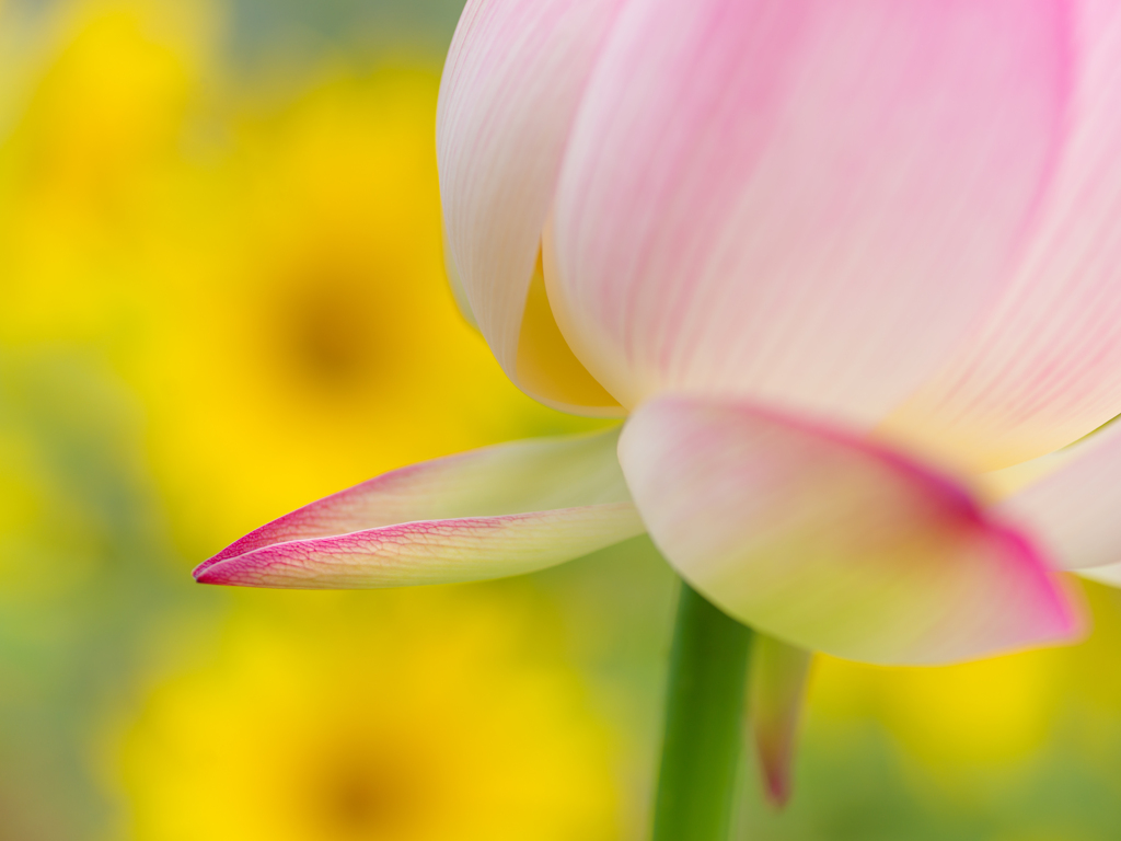 一枚の花びら