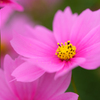 秋桜