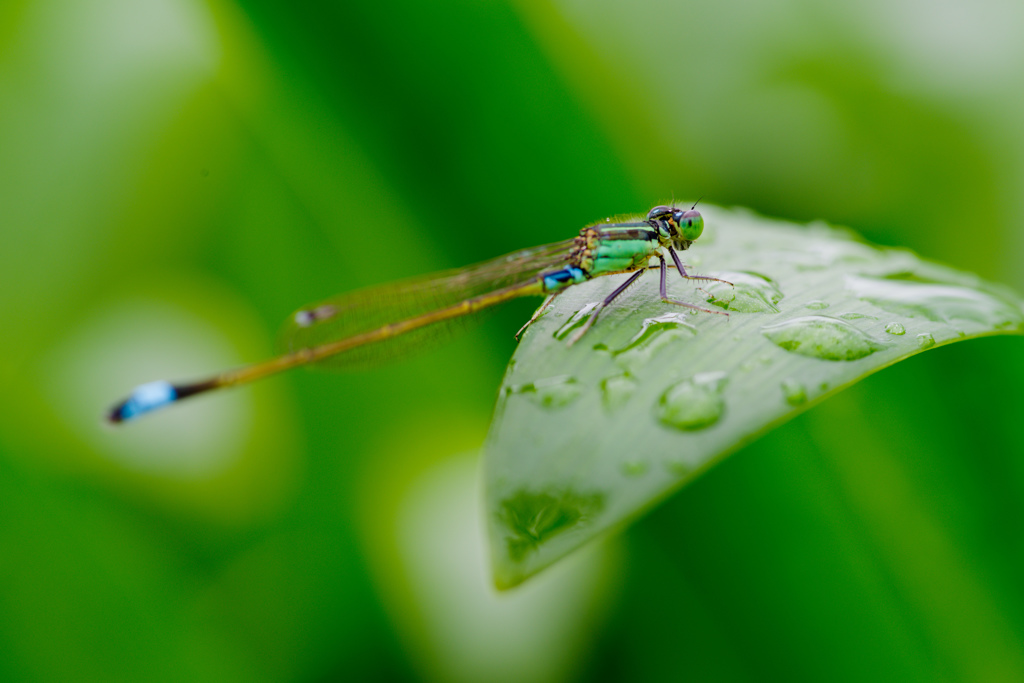 青梅雨