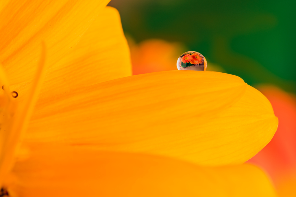 水滴の花