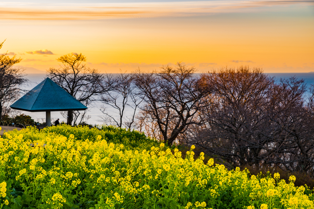 菜の花畑（吾妻山）Ⅰ