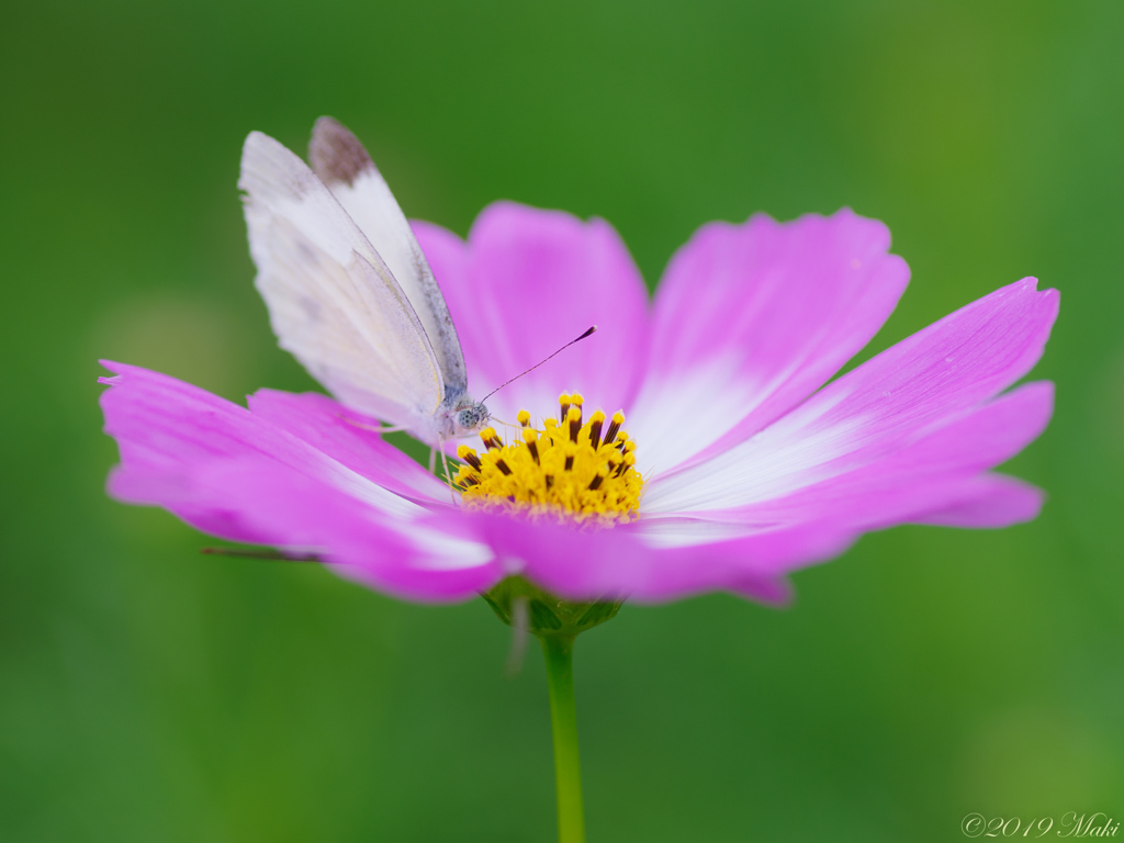 秋桜