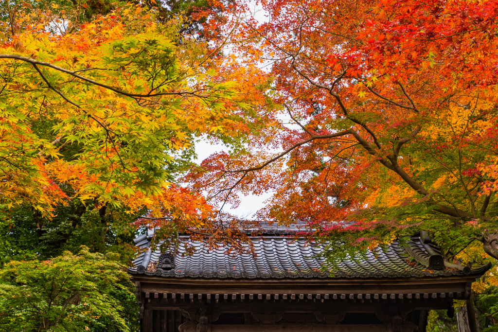 鎌倉の紅葉（円覚寺）