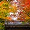 鎌倉の紅葉（円覚寺）