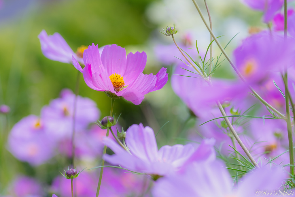 秋桜