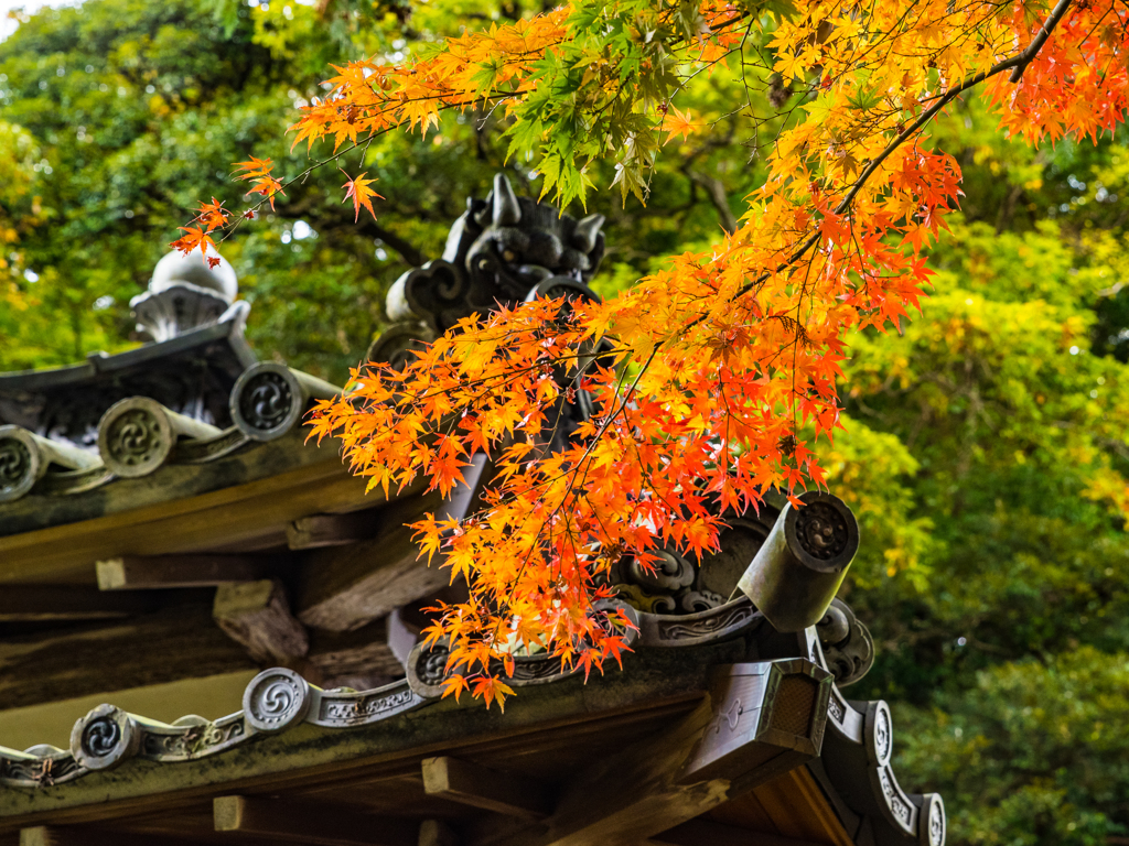 鎌倉の紅葉