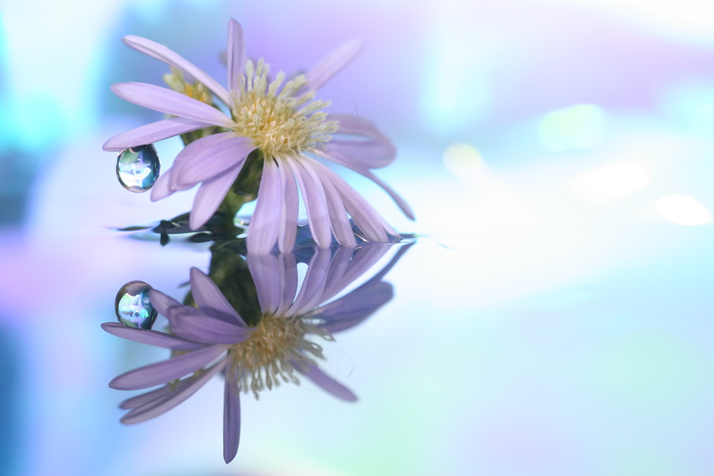 reflection flower