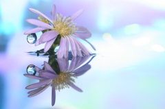 reflection flower