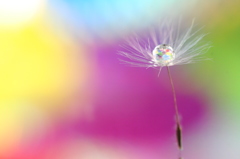 pop candy drop
