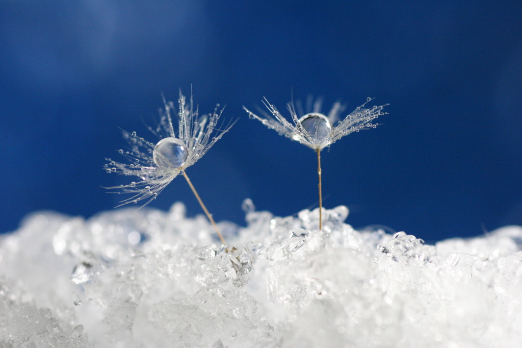 ice drop