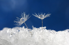 ice drop
