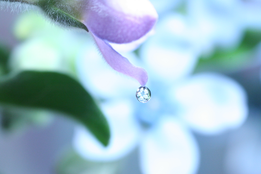 blue flower drop