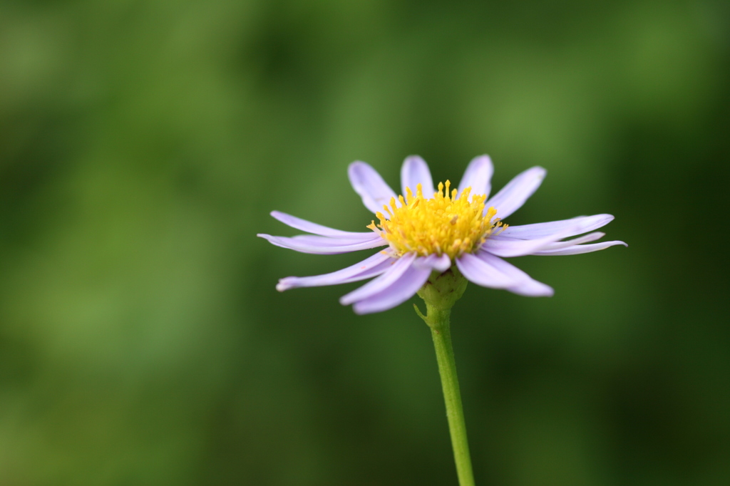 日差しに喜こび。