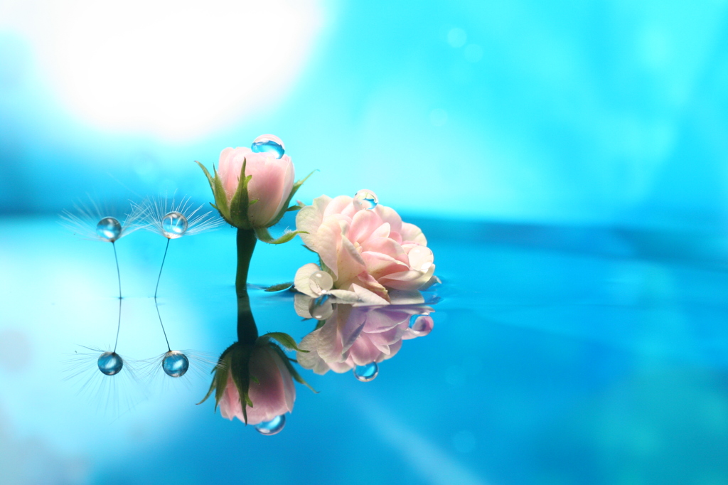水面に咲く花心