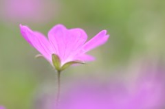 ふわり