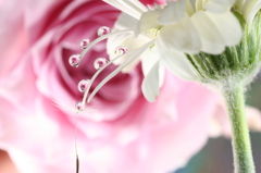 Romantic  purple