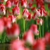 花言葉は「愛の芽生え」