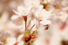 ＳＡＫＵＲＡ