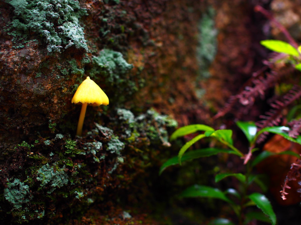 苔と茸