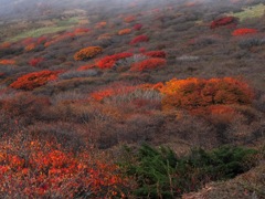 秋九重3