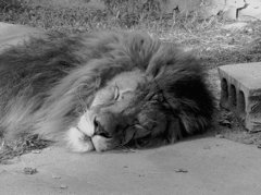 ライオンはおやすみ中