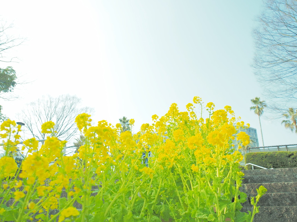 この花、菜の花なのか