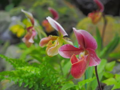 花々②