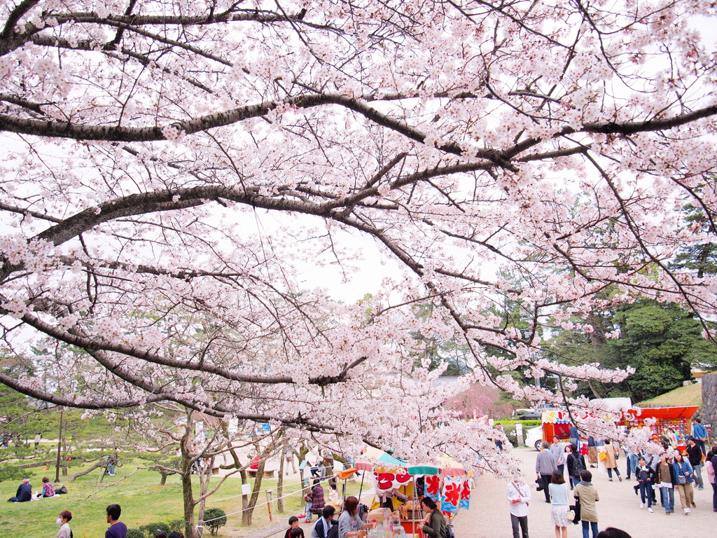 桜もいいけど屋台もいい