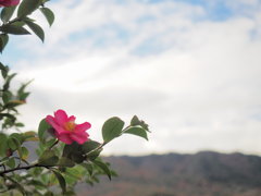 花々