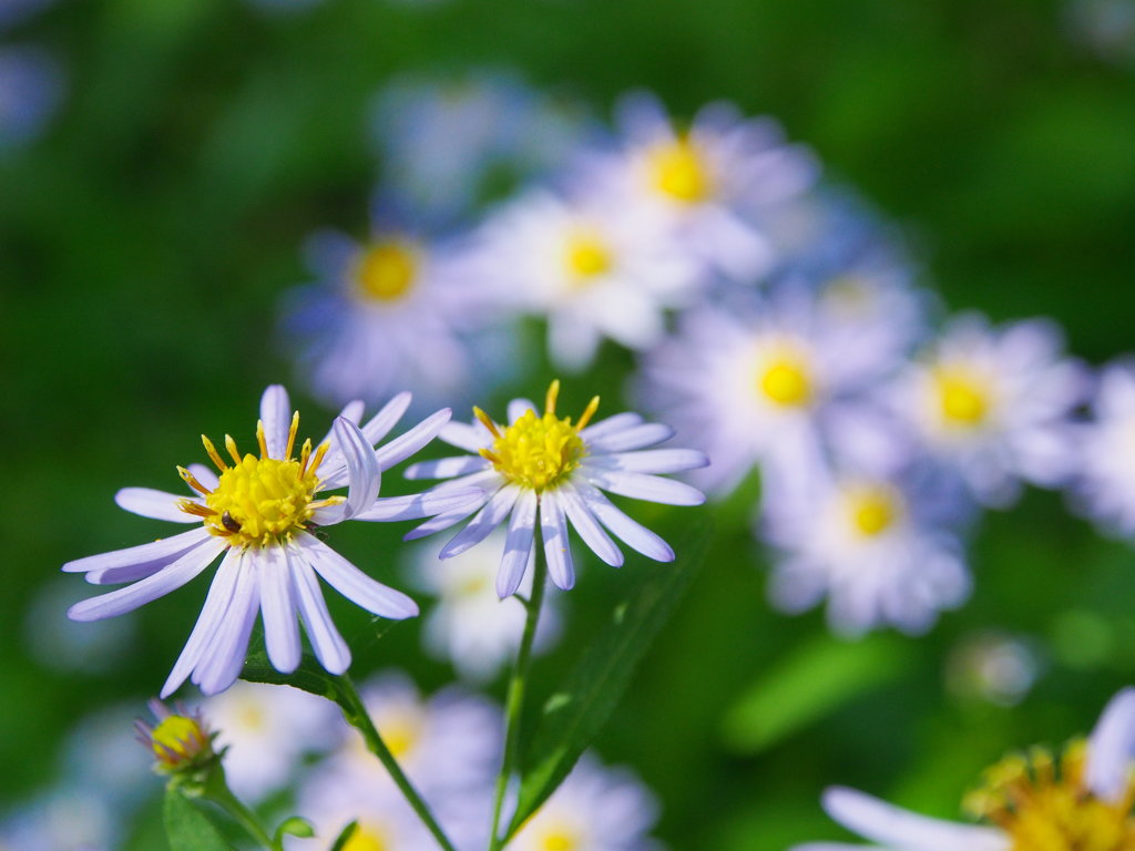 小さな花と小さな虫