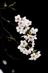 時期遅れにうｐします＾＾