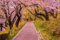 桜と道