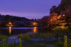 桜と池