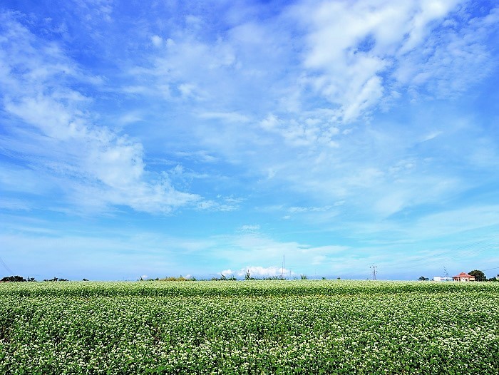 空と雲と蕎麦畑