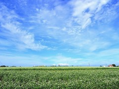 空と雲と蕎麦畑