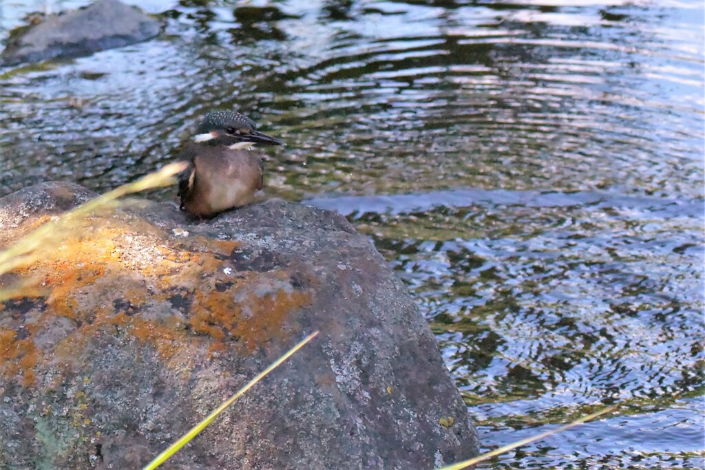 Baby on the rock
