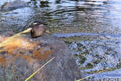 Baby on the rock
