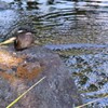 Baby on the rock