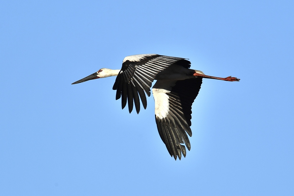 青空に棲む鳥
