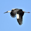 青空に棲む鳥