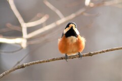 風の中のヤマちゃん