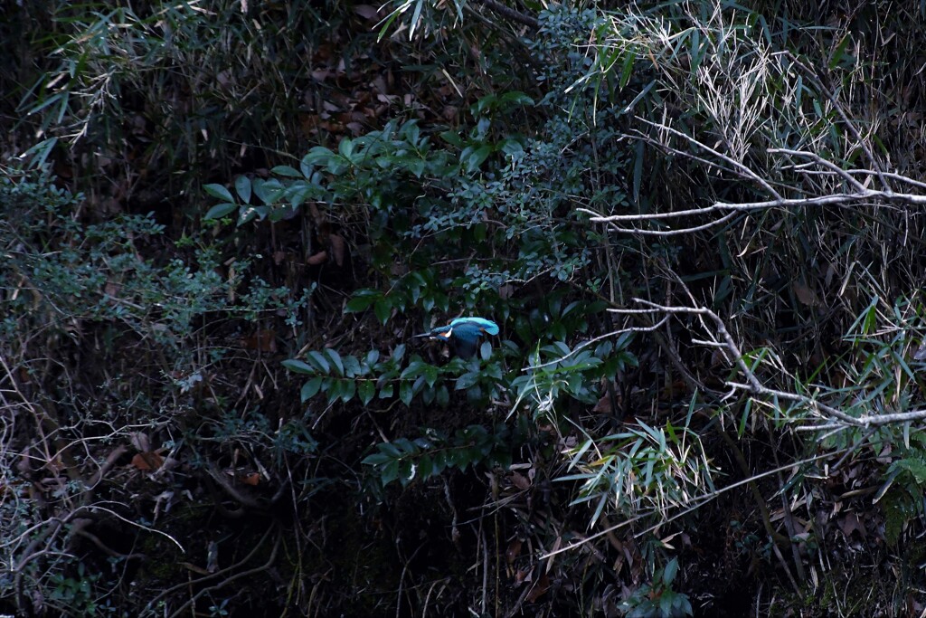 カワセミを探せ